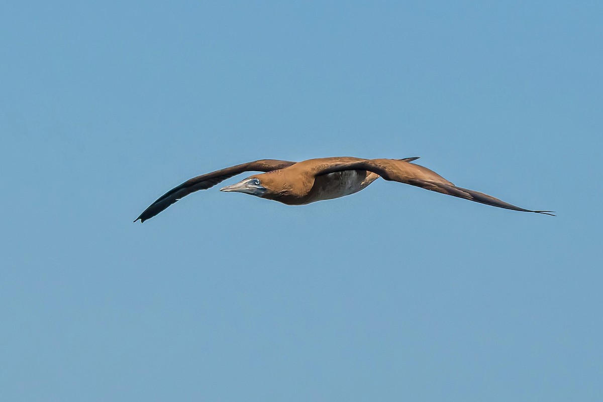 Brown Booby - ML427497791