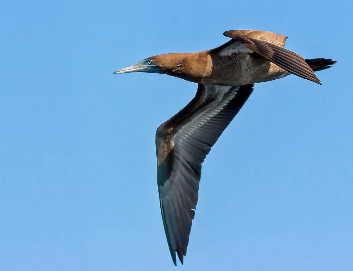 Brown Booby - ML427497881