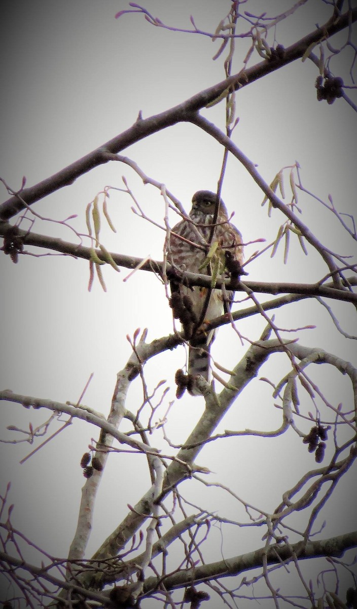 Хайргууна шонхор - ML42750221