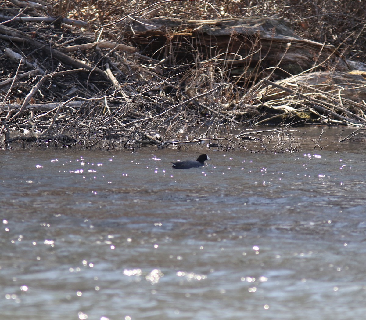 American Coot - ML427502261