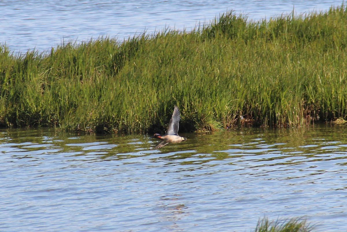 Green-winged Teal - Uma Sachdeva