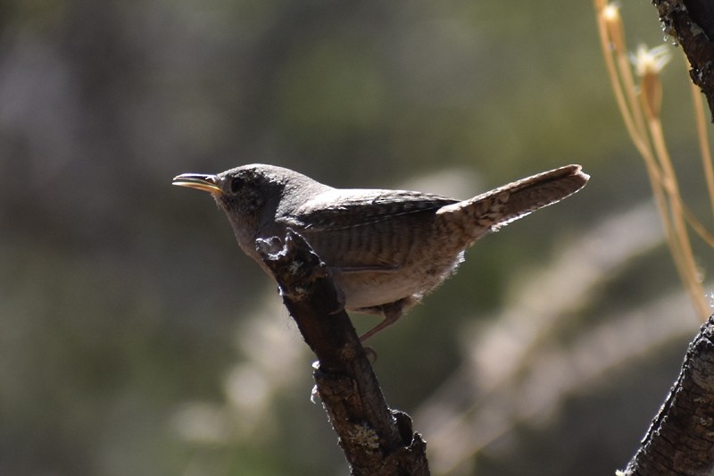 House Wren - ML427502951