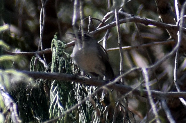 Bewick's Wren - ML427503521