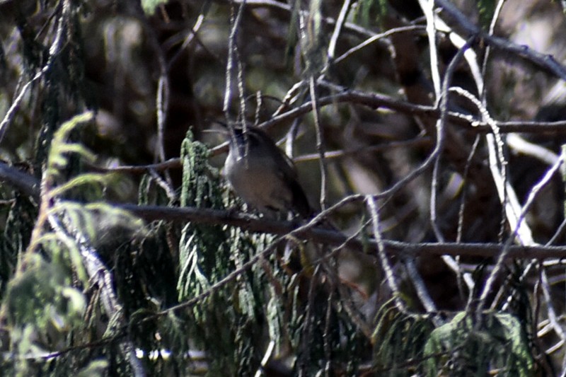 Bewick's Wren - ML427503531