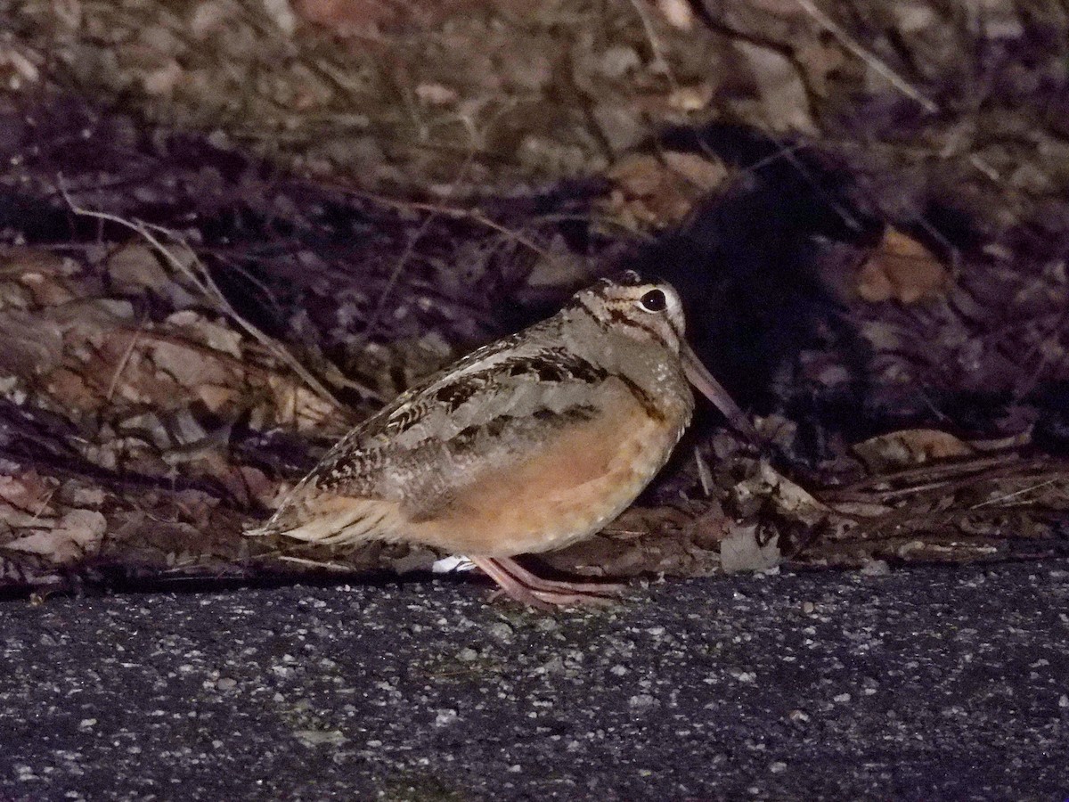 American Woodcock - Dan O'Brien