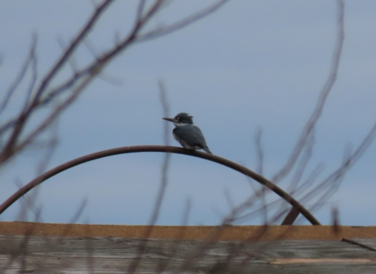 Belted Kingfisher - ML427504811