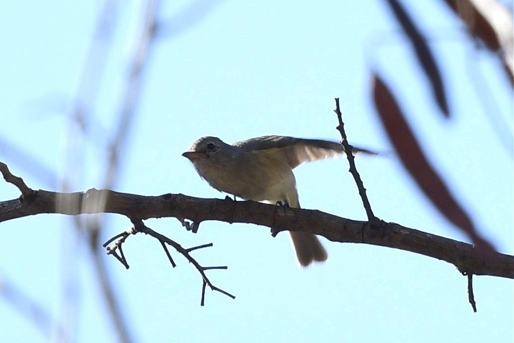 Northern Beardless-Tyrannulet - ML427506011