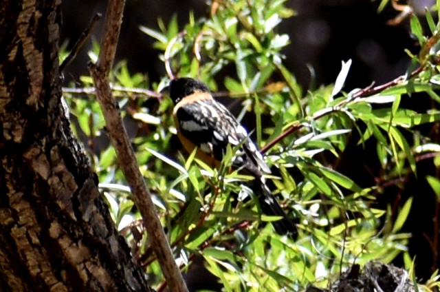 Black-headed Grosbeak - ML427506691