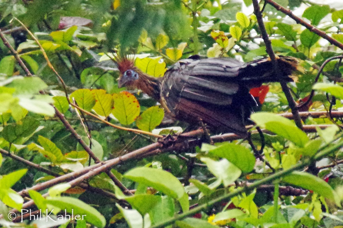 hoacin chocholatý - ML42750751