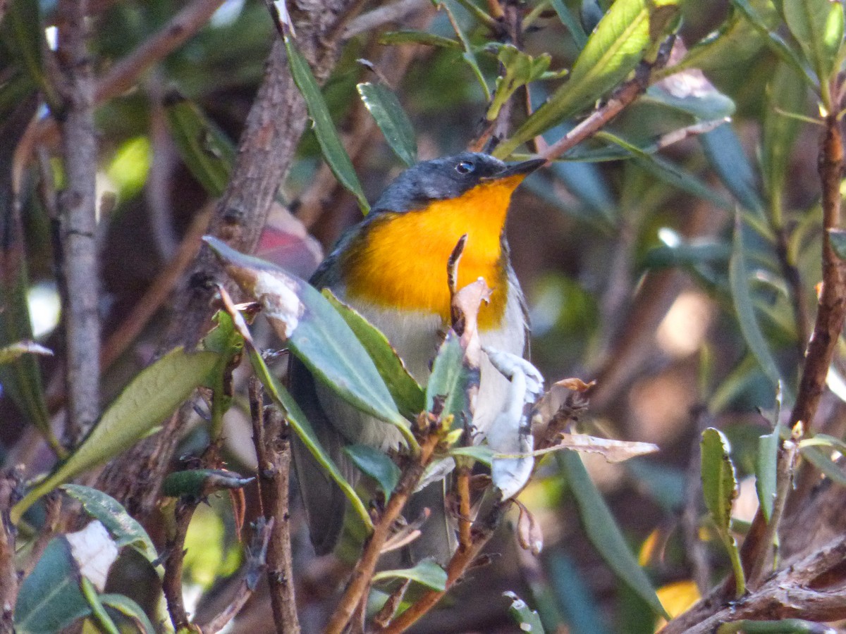 Flame-throated Warbler - ML427508041