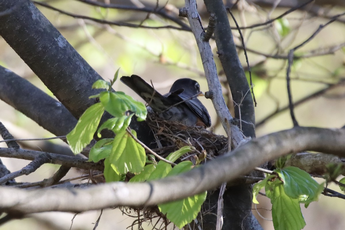 American Robin - ML427508541