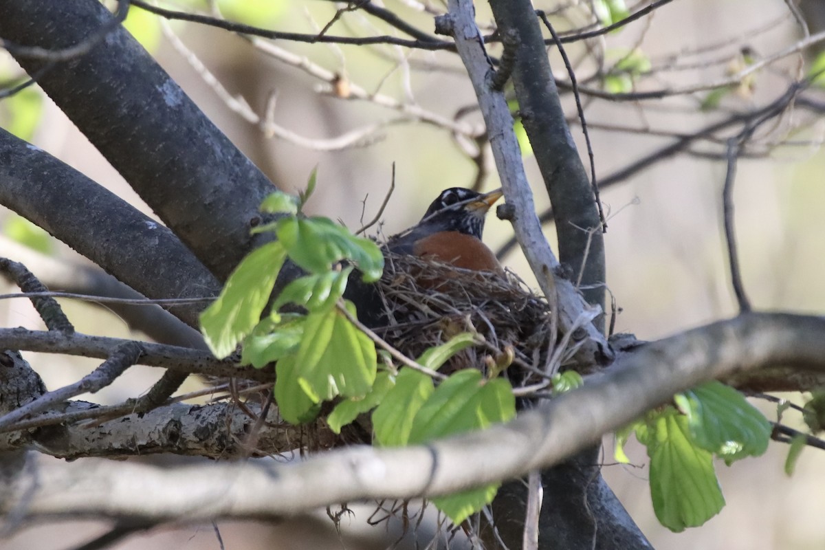 American Robin - ML427508551