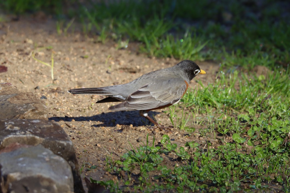American Robin - ML427508571