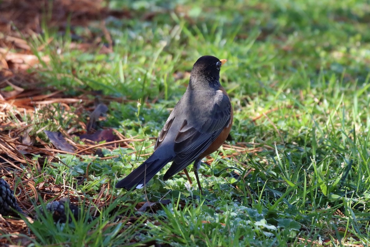 American Robin - ML427508581