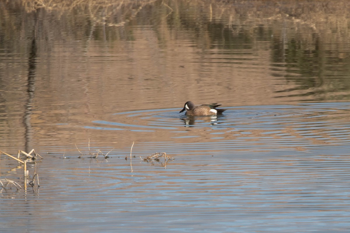 Blue-winged Teal - ML427508591