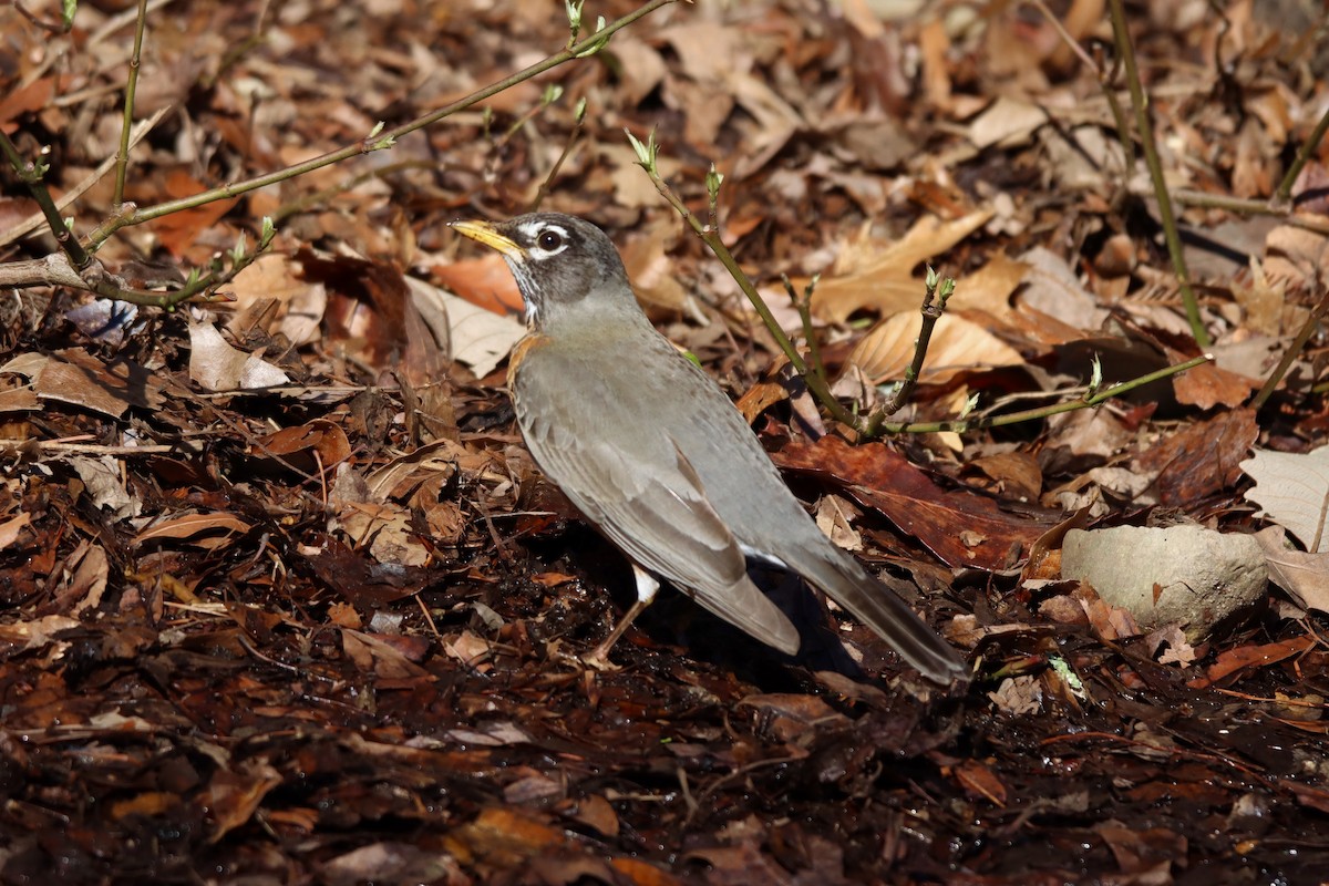 American Robin - ML427508601