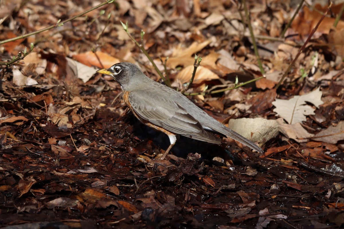 American Robin - ML427508611