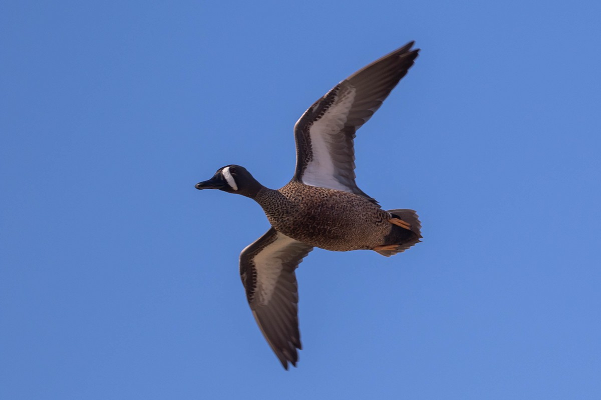 Blue-winged Teal - Alex Lamoreaux