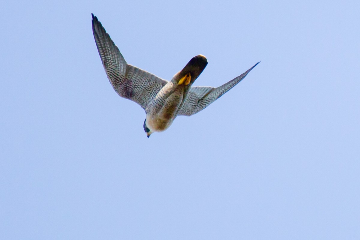 Эгэл шонхор - ML42751021