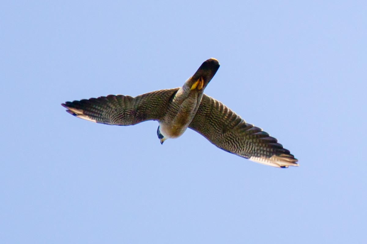 Эгэл шонхор - ML42751031