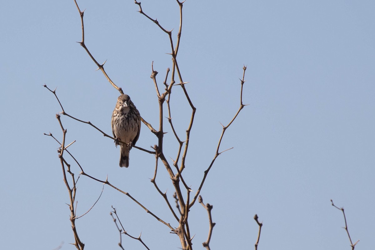 Lark Bunting - ML427510631