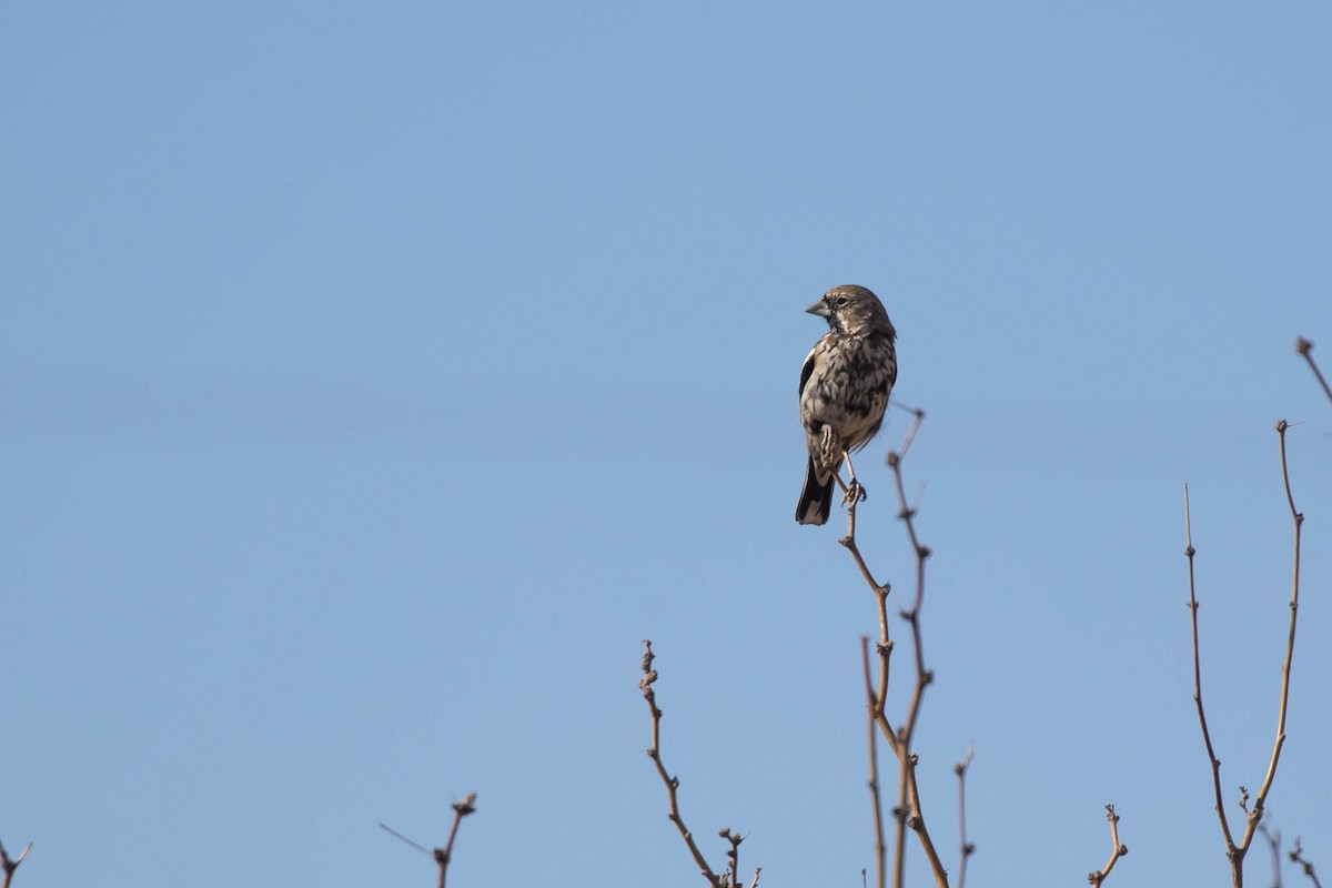 Lark Bunting - ML427510651