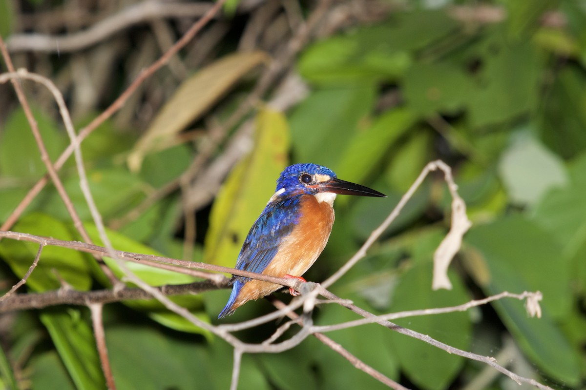 Blue-eared Kingfisher - Eric Bischoff