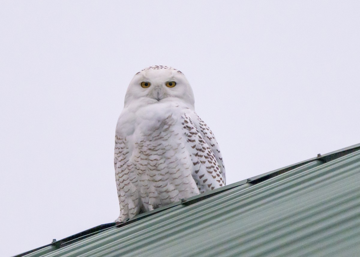 Snowy Owl - Ben Nieman