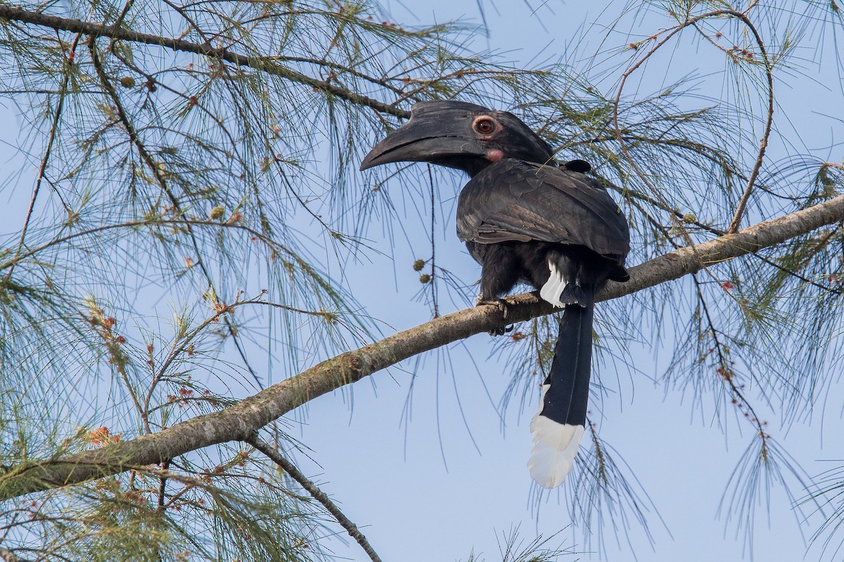 Black Hornbill - Axl Immanuel Tay