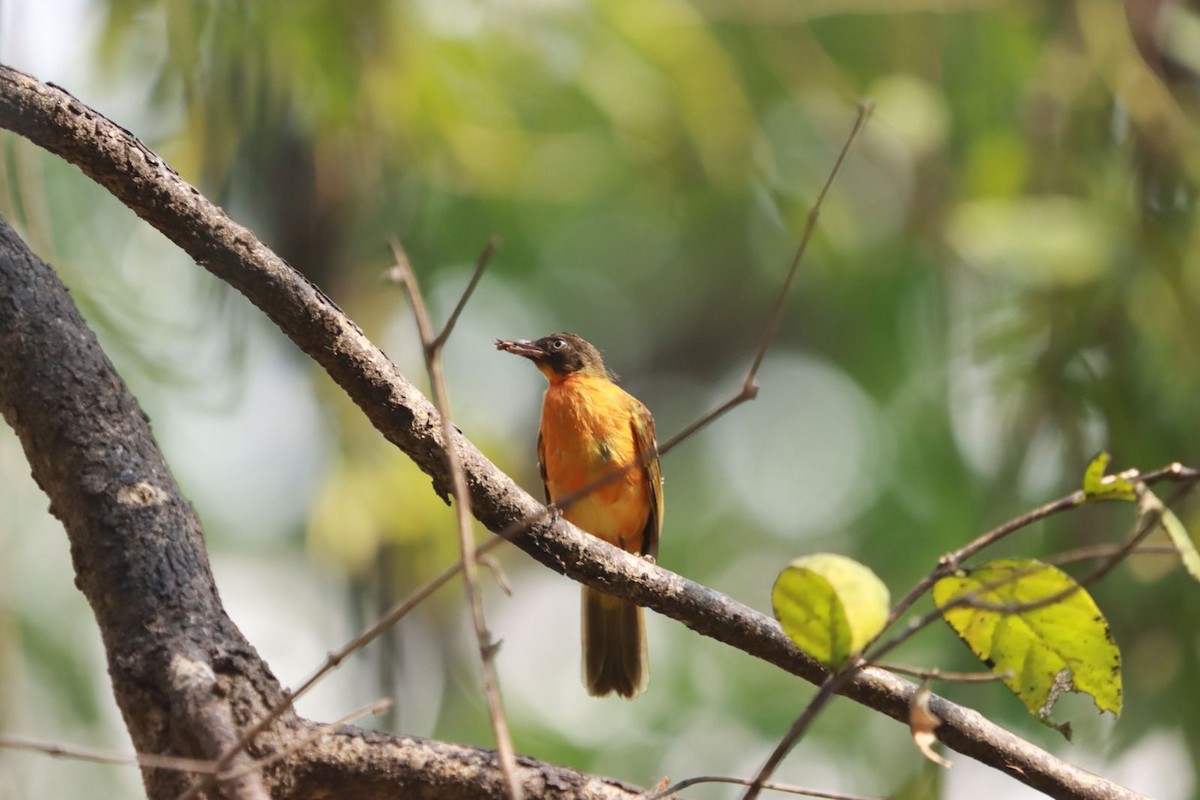 Flame-throated Bulbul - ML427513781