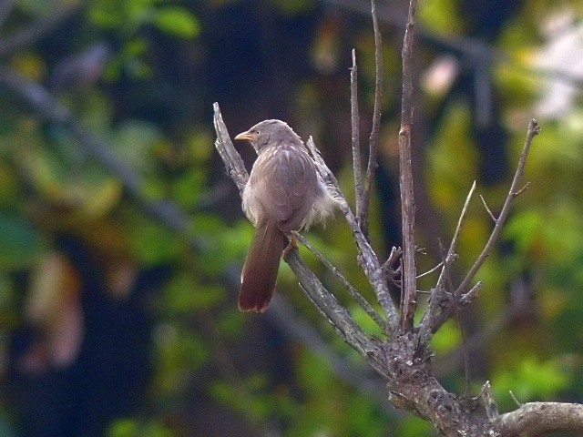 Jungle Babbler - ML427514171