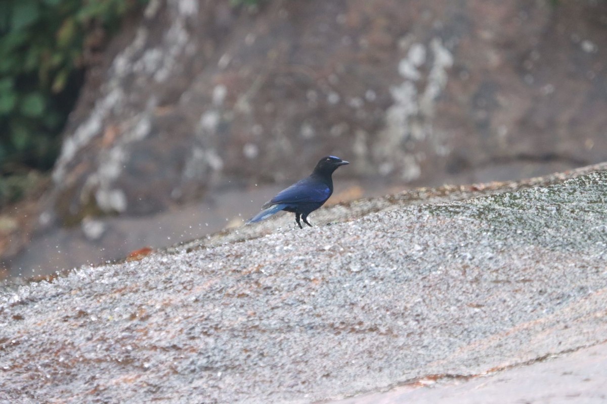 Malabar Whistling-Thrush - ML427514321