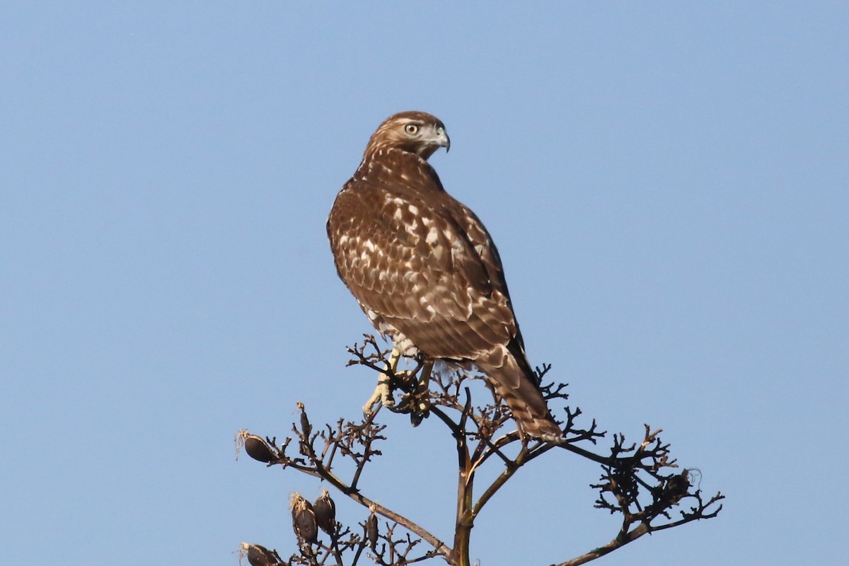 Red-tailed Hawk - ML427514451