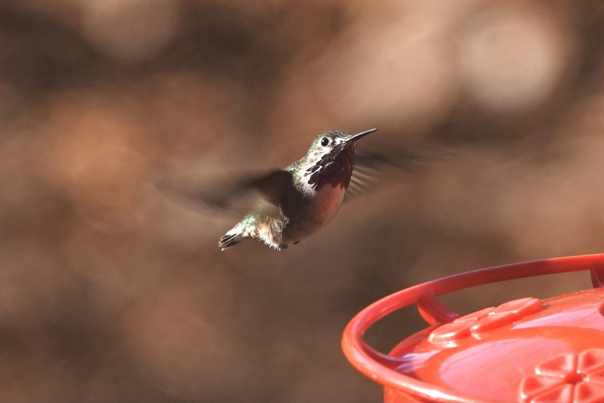 Calliope Hummingbird - ML427514781