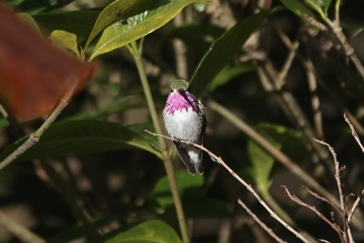 Calliope Hummingbird - ML427514791