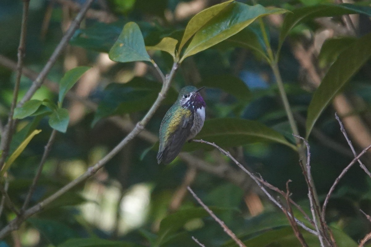Calliope Hummingbird - ML427514831