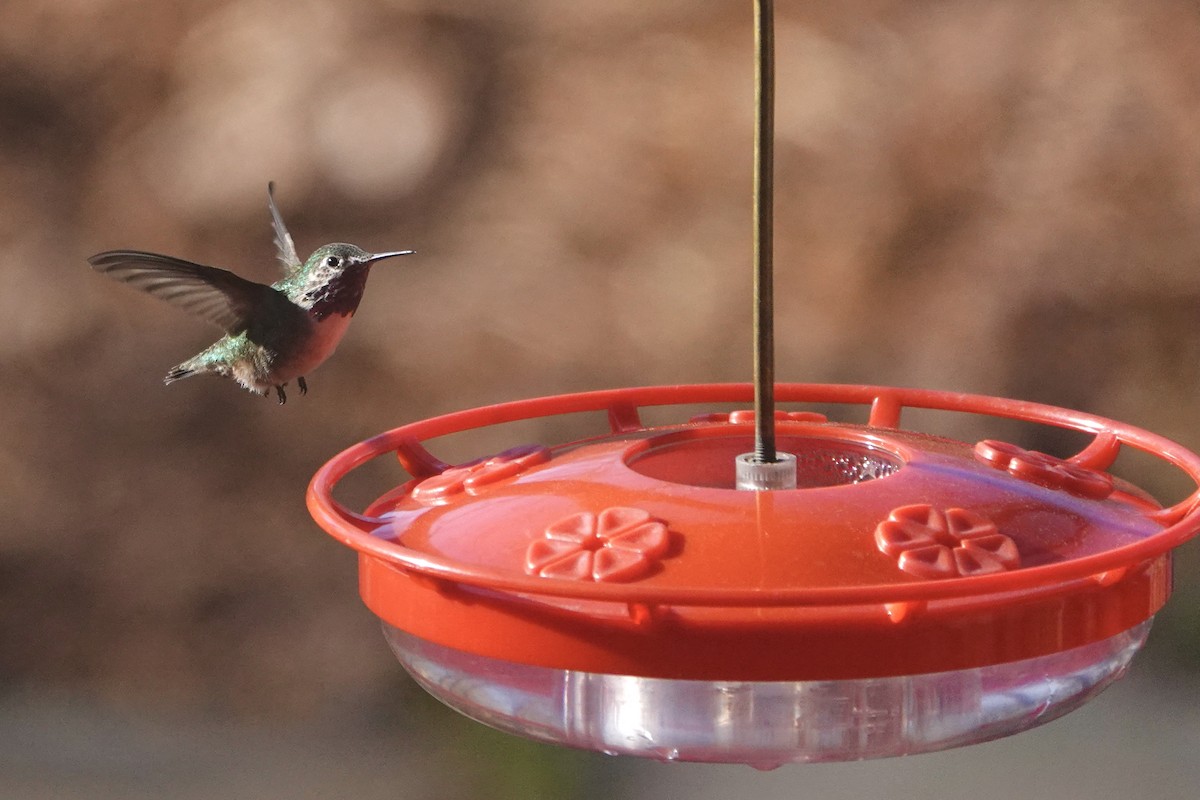 Calliope Hummingbird - ML427514851