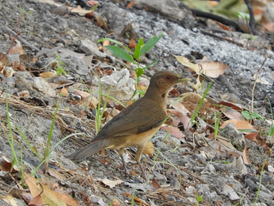 Clay-colored Thrush - Gillian Mastromatteo