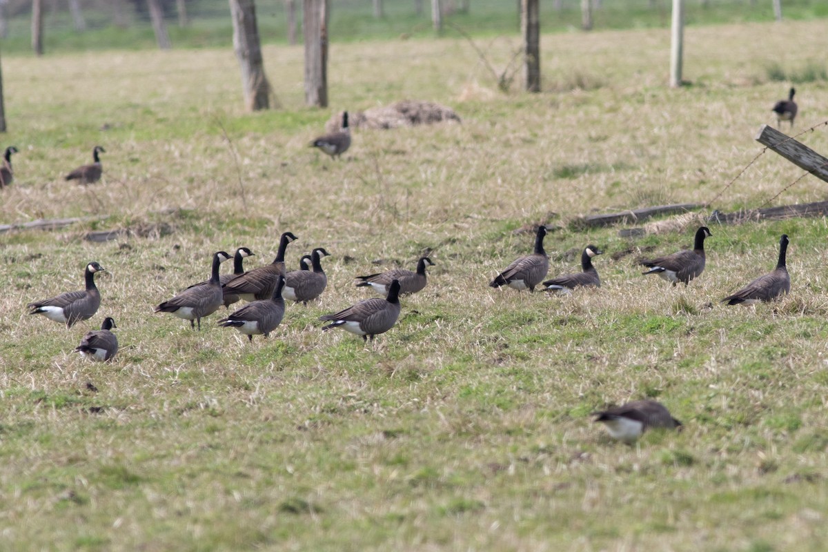 Cackling Goose (minima) - ML427517311