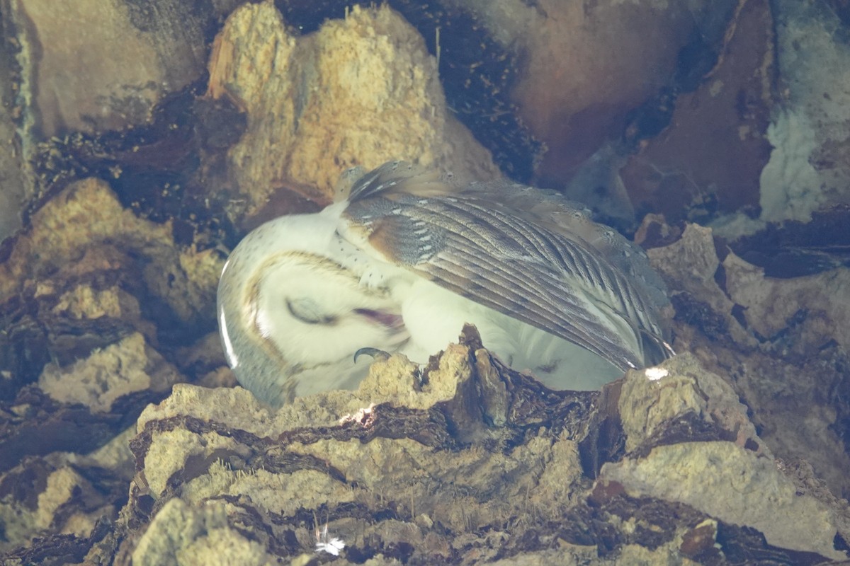 Barn Owl (Eastern) - ML427518051