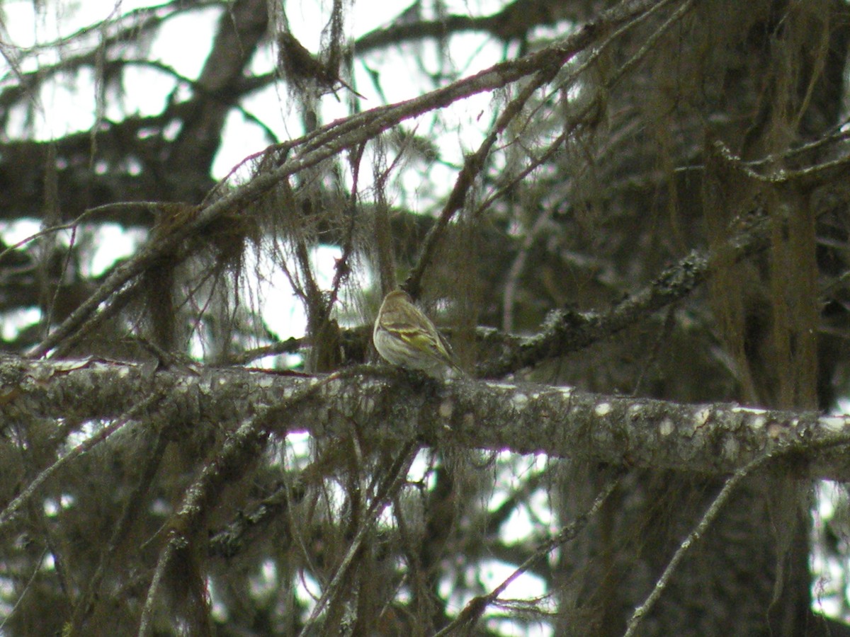 Pine Siskin - ML427518901