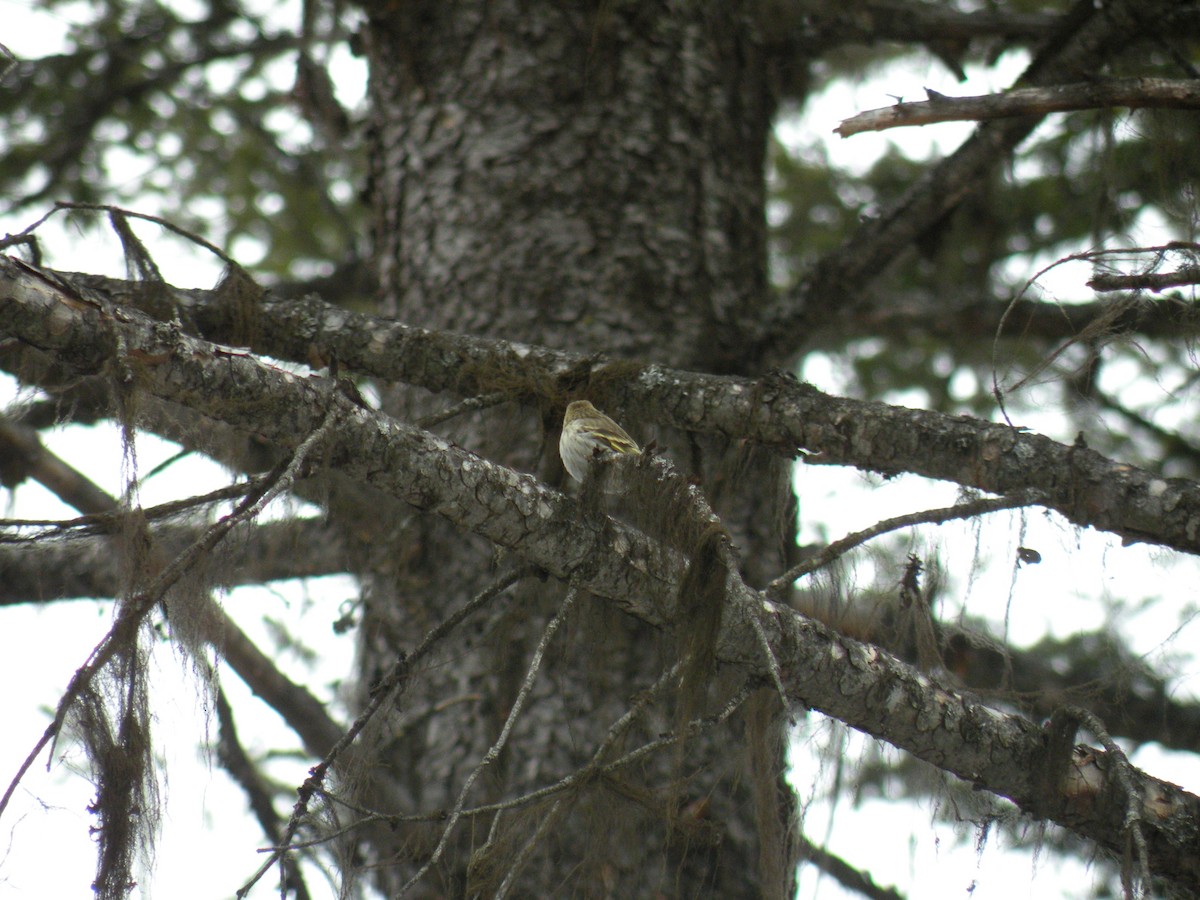 Pine Siskin - ML427518911