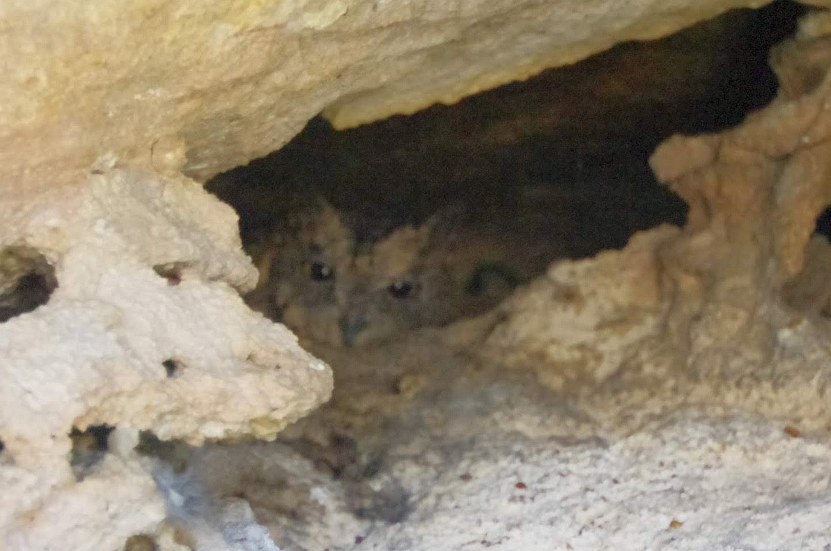 Madagascar Scops-Owl (Torotoroka) - ML427519221