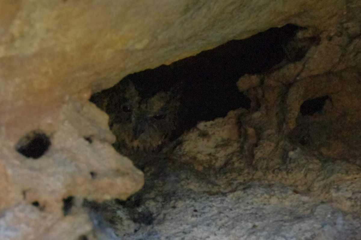 Madagascar Scops-Owl (Torotoroka) - ML427519231
