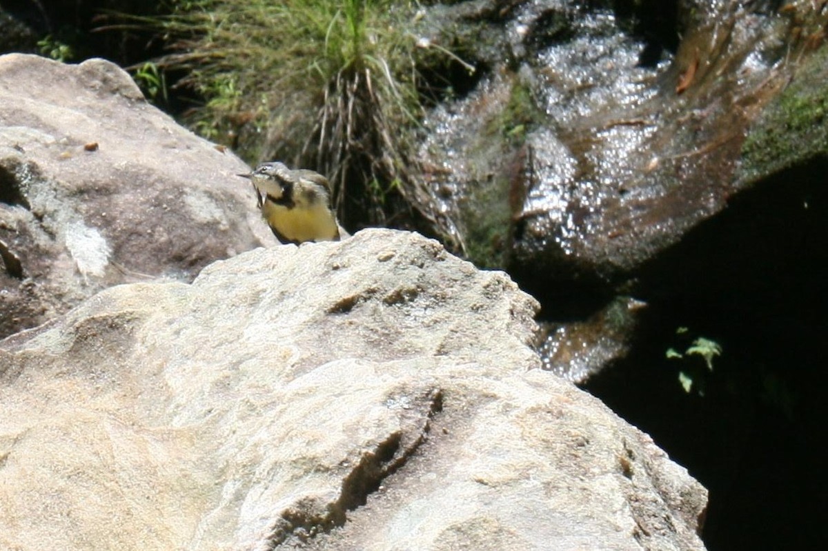 Madagascar Wagtail - ML427520551