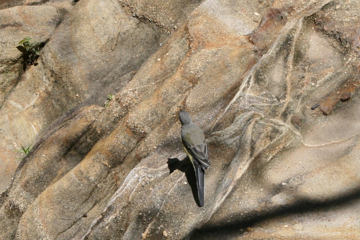 Madagascar Wagtail - ML427520661