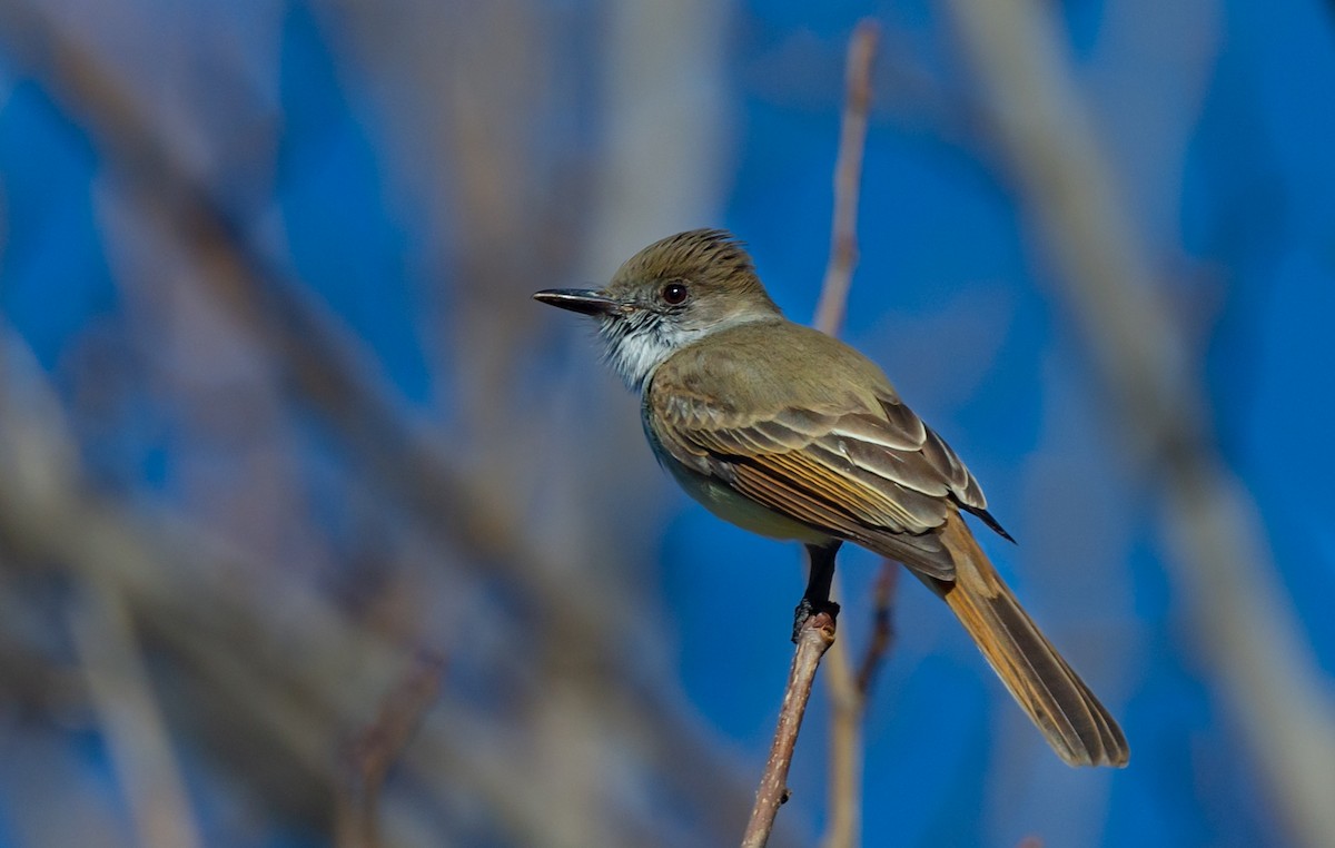 Dusky-capped Flycatcher - Jim Merritt