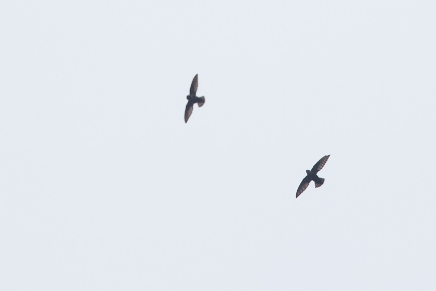 Costa Rican Swift - ML42752471