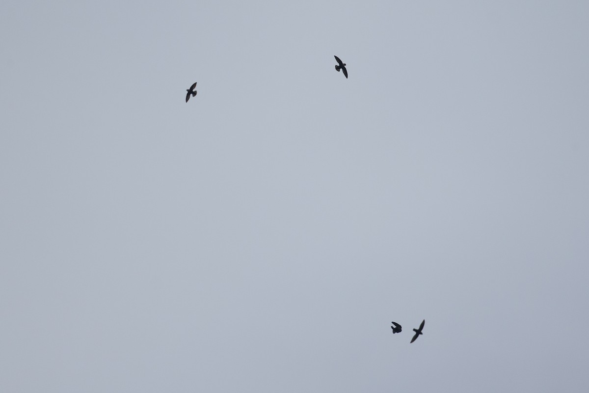 Costa Rican Swift - Chris Wood