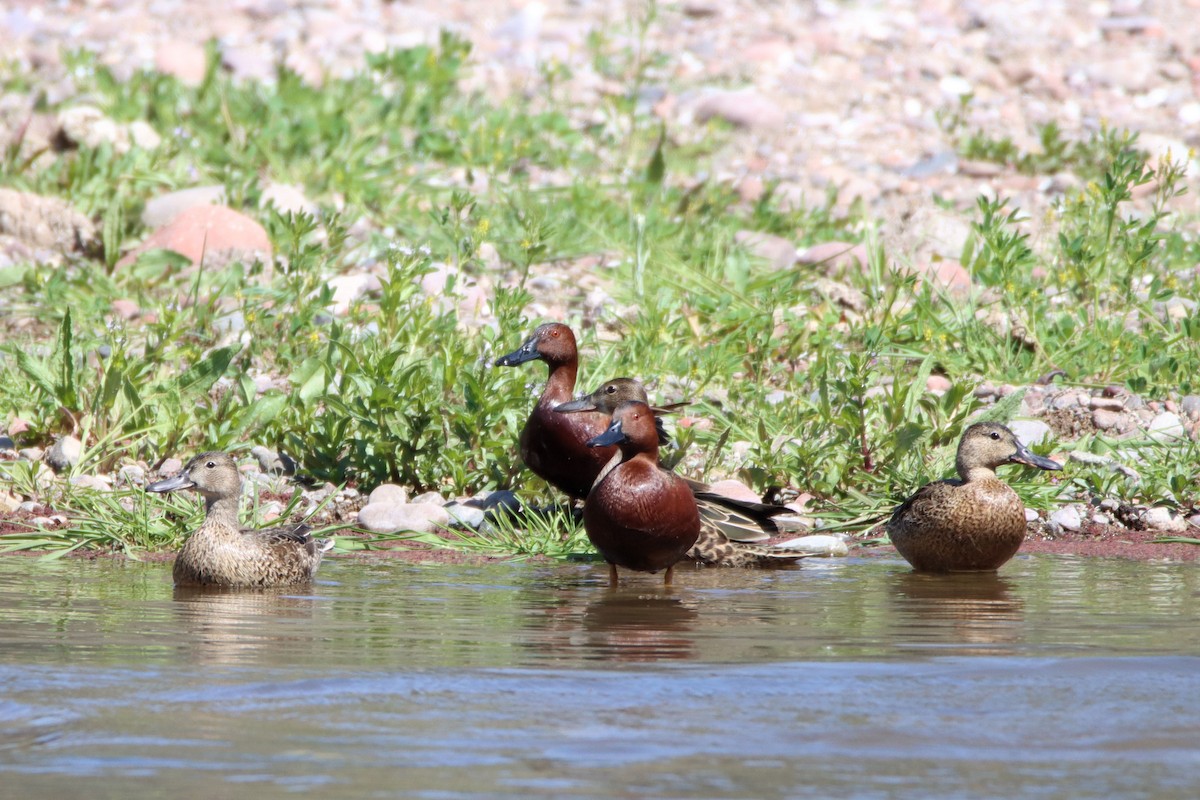 Cinnamon Teal - ML427525011